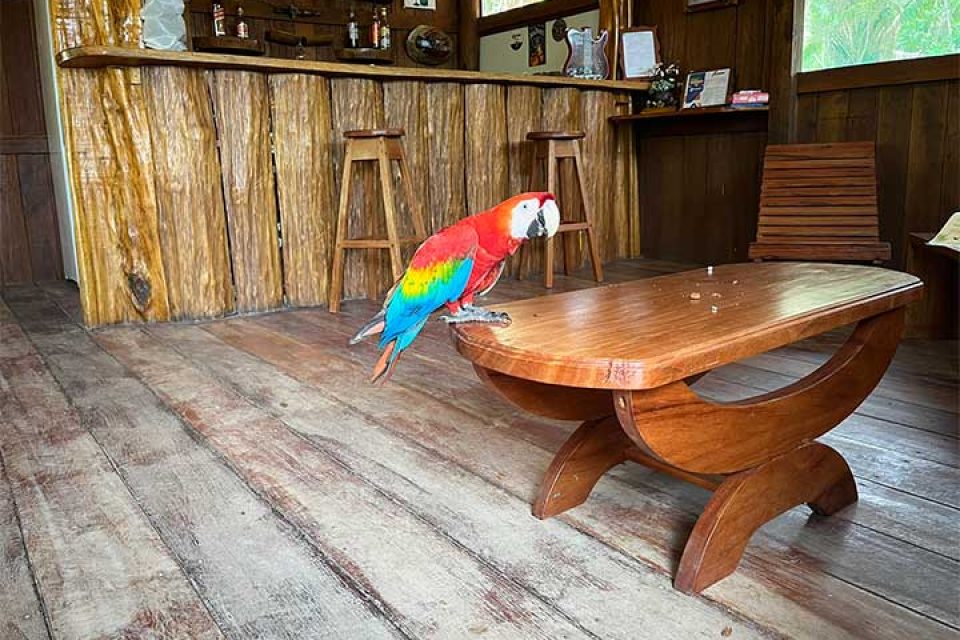 kabanas-amazon-lodge-bar